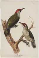 KT 2009 028-088
<br/>
Groene specht
<br/>
<em>Trigt, Stephanus Hendrik Willem van (1790-1840)</em>